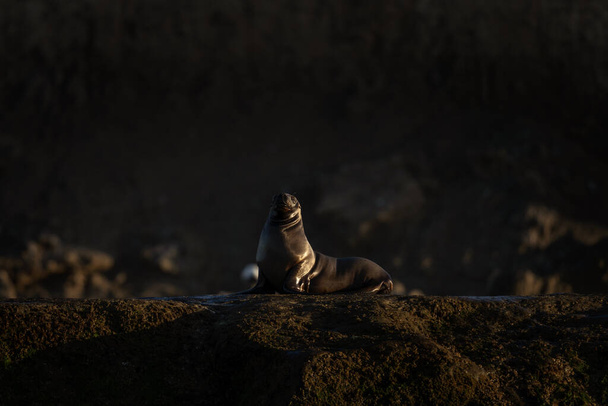 Южный морской лев на скале на полуострове Вальдс. Морской лев на восходе солнца. Колония отария Бырония на скале. - Фото, изображение