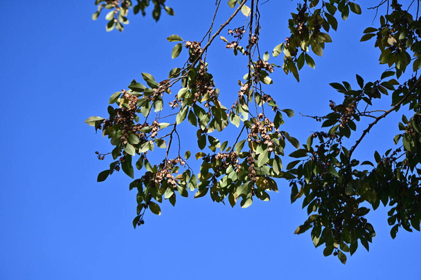 Ulmus parvifolia (wiąz koronkowy) samara. Ulmaceae drzewo liściaste. Wiatr zapylane kwiaty kwitną we wrześniu, a owoce dojrzewają do jasnobrązowego późną jesienią. - Zdjęcie, obraz