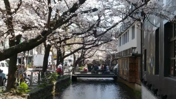 Kjóto, Japonsko - 28 března 2015: Třešňový květ na břehu řeky v Kjótu. - Záběry, video