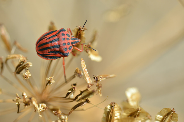 Bug on plant - Photo, Image