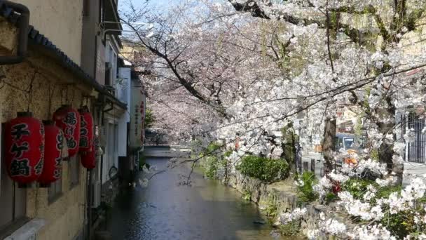 Kjóto, Japonsko - 28 března 2015: Třešňový květ na břehu řeky v Kjótu. - Záběry, video
