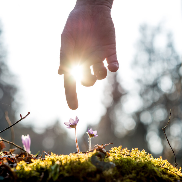 Main d'un homme au-dessus de la fleur bleue éclairée par le soleil
 - Photo, image