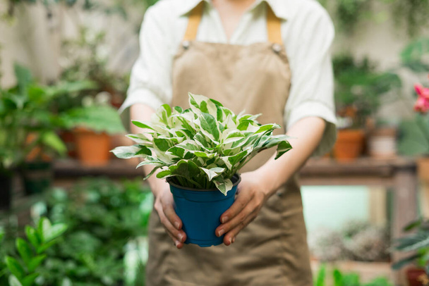 Retrato de mujer asiática trabajando en una tienda de plantas - Foto, Imagen