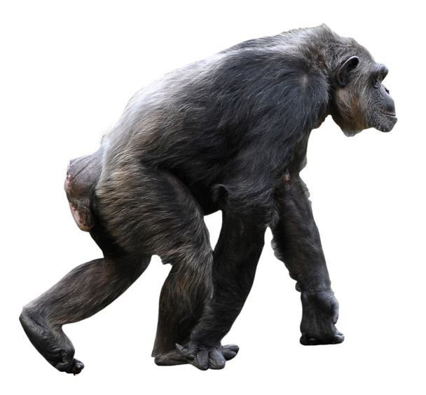 Изолированная Шимпанзе ходьба
 - Фото, изображение