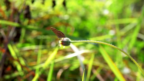 Motyl zapyla dzikie kwiaty niesamowite życie natury na łąkach - Materiał filmowy, wideo