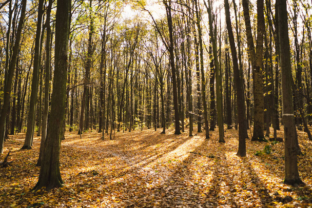 Πτώση στο δάσος. Δάσος φθινόπωρο σε ηλιόλουστο φθινόπωρο, φθινόπωρο τοπίο, φθινόπωρο δέντρα. - Φωτογραφία, εικόνα