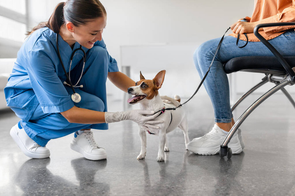Энтузиаст-ветеринар приседает, чтобы поприветствовать взволнованного Джека Рассела Терьера на поводке, в то время как владелец собак сидит рядом во время посещения клиники - Фото, изображение