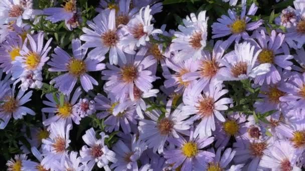Purple flowers of aster on a flowerbed in sunny morning - Footage, Video