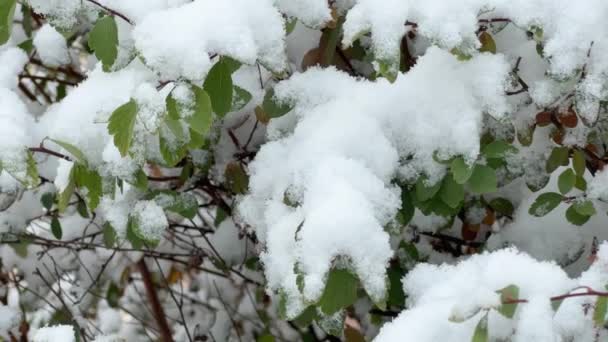 Гілки спіреї вкриті свіжим снігом під час снігопадів - Кадри, відео