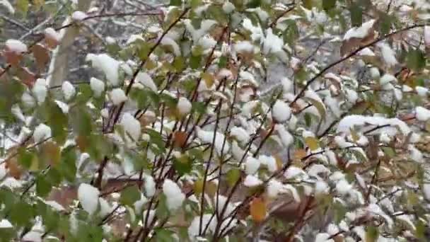 Branches of spiraea covered with snow in windy overcast morning - Footage, Video