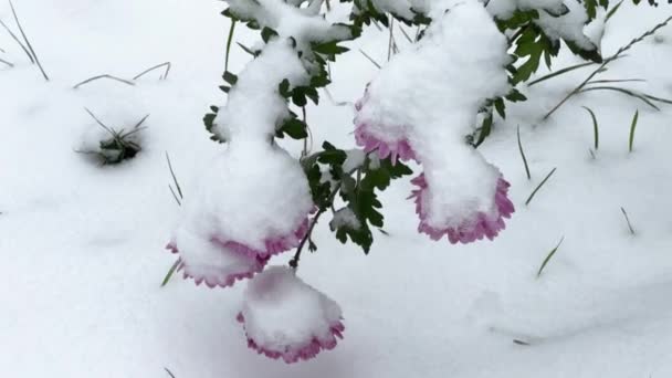 Steli dei crisantemi con fiori rosa ricoperti di neve - Filmati, video