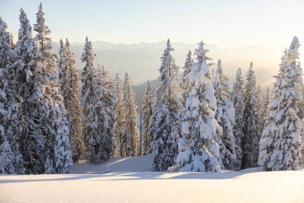 Forêt hivernale dans les Alpes autrichiennes au coucher du soleil. Photo de haute qualité - Photo, image
