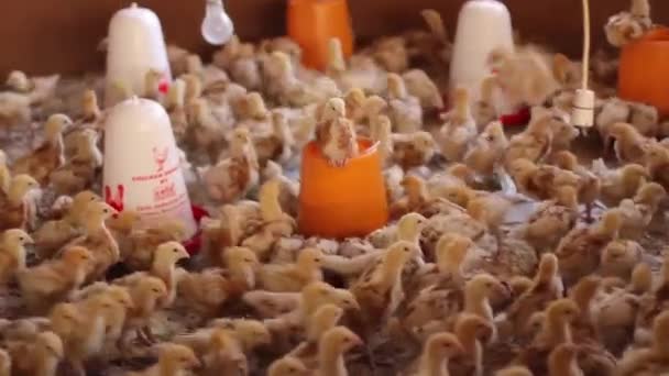 Mujer africana que tiende a pollitos en la planta de incubación
 - Imágenes, Vídeo