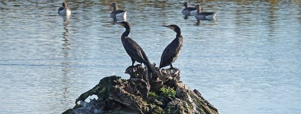 Two great cormorants stand on a tree trunk in the water. A group of greylag geese is blurred visible in the background - Photo, Image