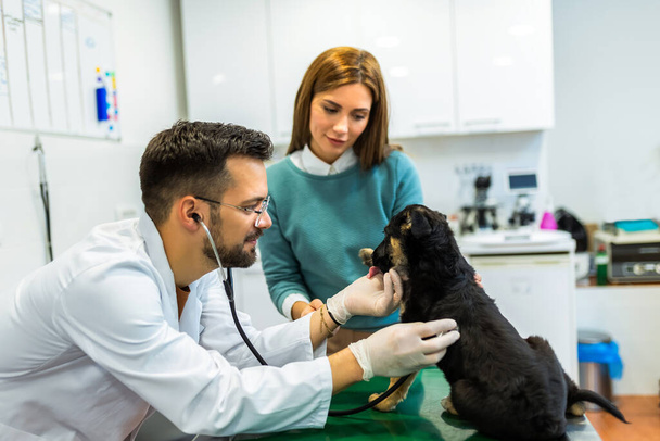 Junger Mann, von Beruf Tierarzt, untersucht Hund in moderner Tierklinik. Junger Besitzer hilft, das Tier zu beruhigen und spricht mit Tierarzt. - Foto, Bild