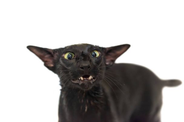 Chat noir orintal, drôle de chat noir en colère isolé sur fond blanc - Photo, image