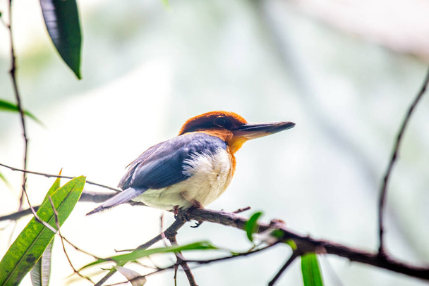 Rara Guam Micronesian Kingfisher, Todiramphus cinnamominus, simbolo della Micronesia. Con un vibrante piumaggio, abbellisce i diversi habitat dell'isola.  - Foto, immagini