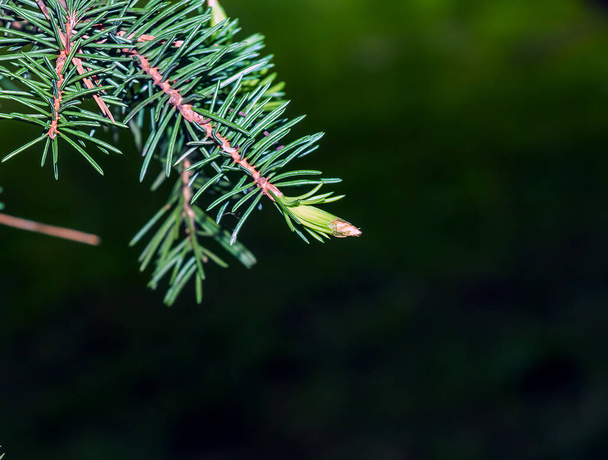 Blue spruce branches with needles on a dark background. Blue spruce with the Latin name Picea pungens. - Photo, Image