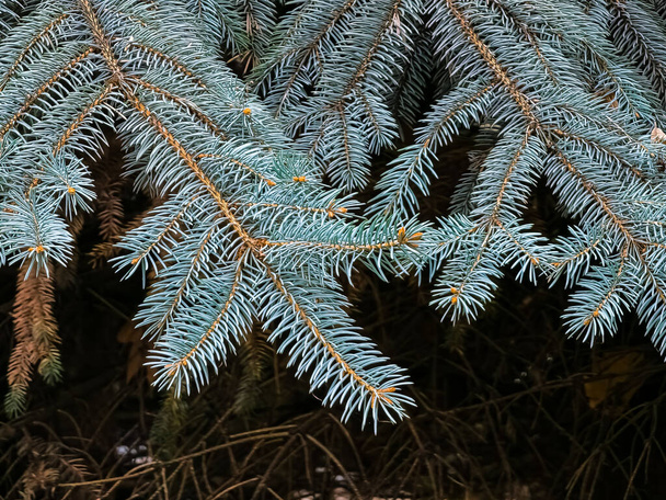 Blue spruce branches with needles on a dark background. Blue spruce with the Latin name Picea pungens. - Photo, Image