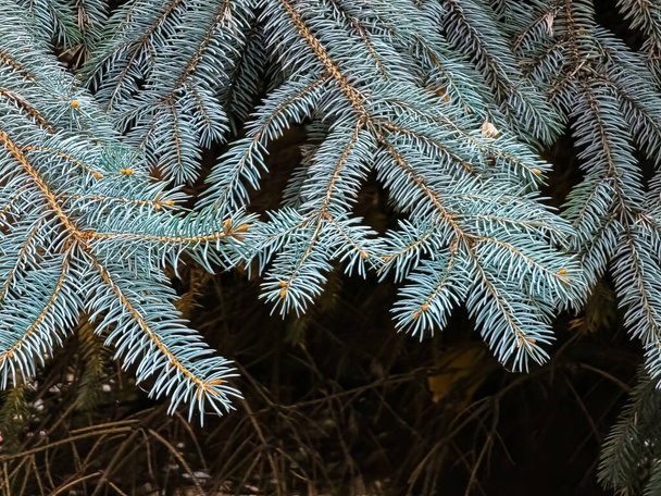 Ramas de abeto azul con agujas sobre un fondo oscuro. Abeto azul con el nombre latino Picea pungens. - Foto, imagen