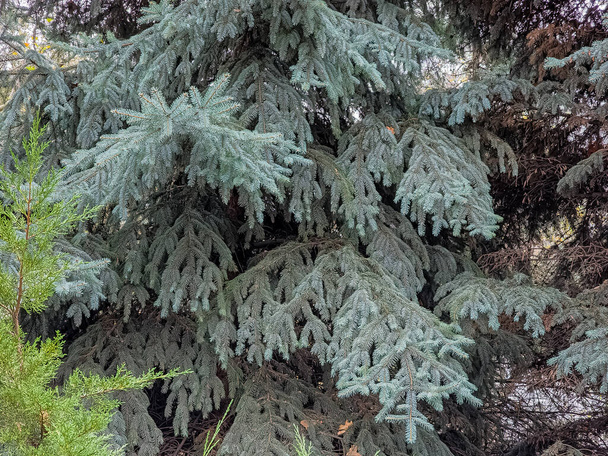 Modré smrkové větve s jehlami na tmavém pozadí. Modrý smrk s latinským názvem Picea pungens. - Fotografie, Obrázek