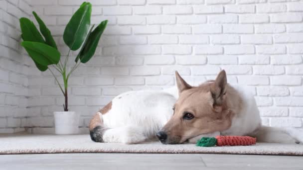 uroczy pies śpiący na dywanie obok ulubionej zabawki - Materiał filmowy, wideo
