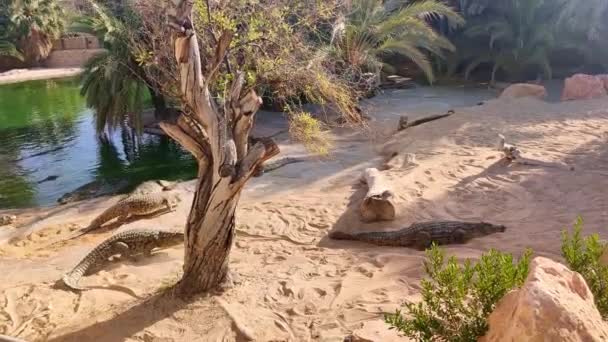 Vue sur la ferme de crocodiles, les alligators se prélassent au soleil, la ferme de crocodiles tunisia africa, les alligators marchent sur le sable - Séquence, vidéo