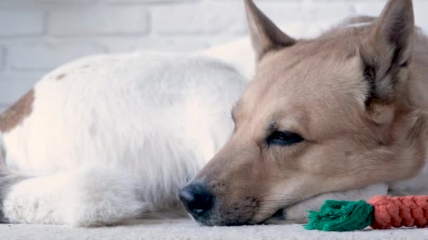 uroczy pies śpiący na dywanie obok ulubionej zabawki - Materiał filmowy, wideo