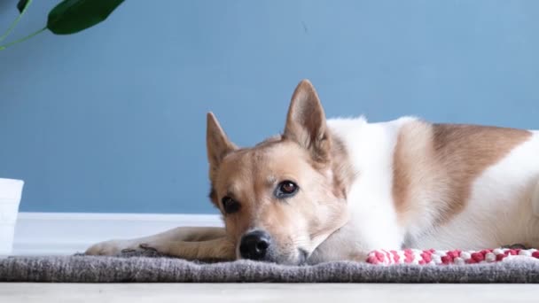 adorable perro durmiendo en la alfombra junto al juguete favorito - Metraje, vídeo