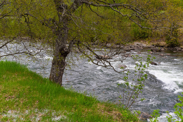 Skjolden - Νορβηγία - 16 Μαΐου - 2023 - Ποταμός - Φωτογραφία, εικόνα