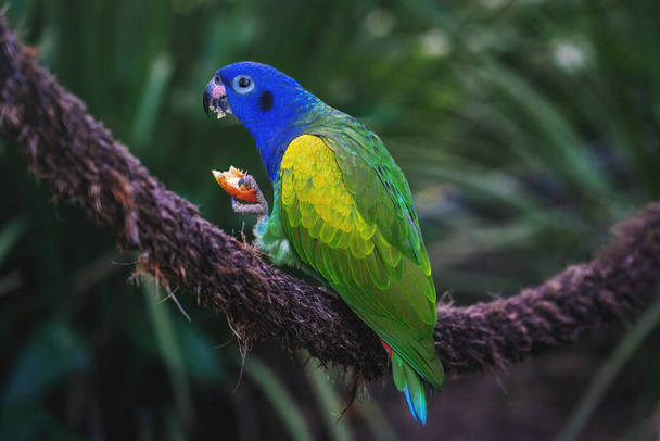Блакитноглава Папуга їсть фрукти (Піоновий менструал) - Фото, зображення