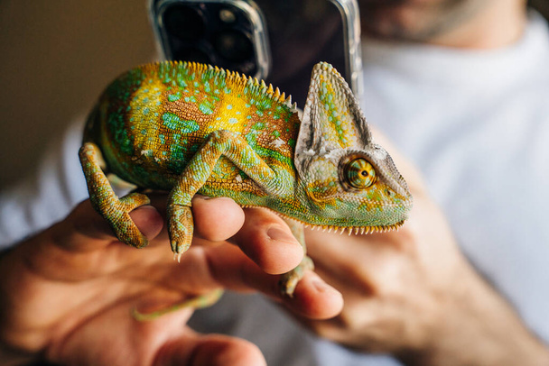 Хамелеон закрывается. Многоцветная красивая рептилия Хамелеон крупным планом с красочной яркой кожей на руке. Высокое качество фото - Фото, изображение