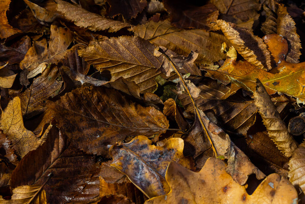 Απρόσκοπτη μοτίβο φθινόπωρο χρυσά φύλλα κάνουν ένα φωτεινό χαλί στο έδαφος. - Φωτογραφία, εικόνα
