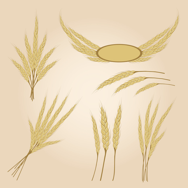 Ripe yellow rye ears, agricultural vector illustration - Vector, Image