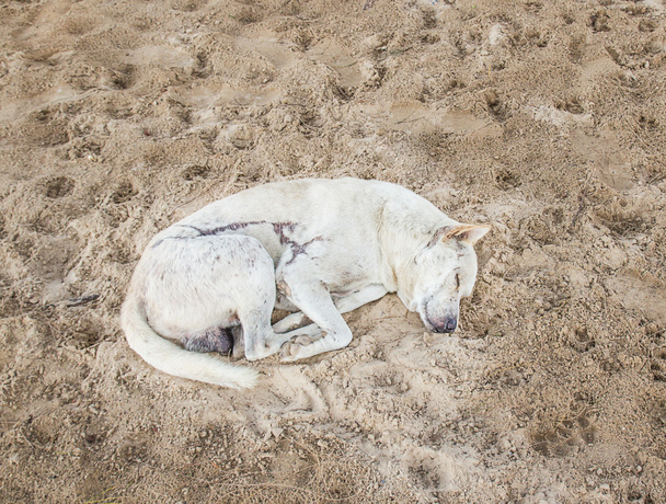 White dog sleeping on the sand - Fotoğraf, Görsel