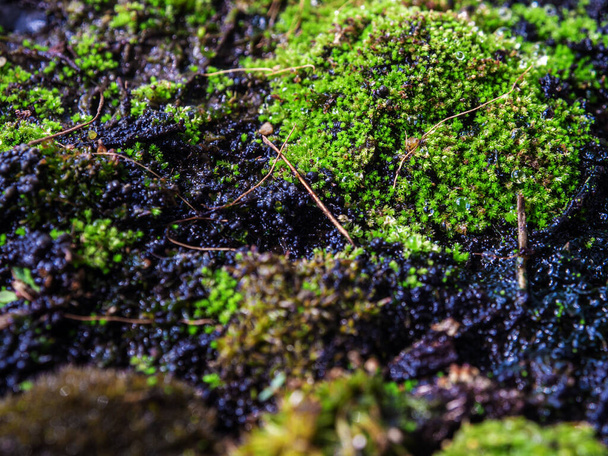 Primo piano di freschezza muschio verde che cresce coperto sul pavimento di pietra umida, messa a fuoco selettiva - Foto, immagini