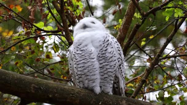 Snowy owl, Bubo scandiacus, ave de la familia Strigidae. Con un ojo amarillo - Imágenes, Vídeo