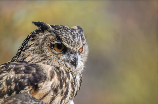 Eurasian Eagle-Owl (Bubo bubo) no matagal em Provence. Tarascon, Arles, Montagnette, Bouches du Rhone, Cote d Azur, França. - Foto, Imagem