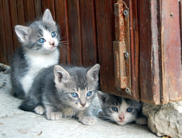 Three gorgeous little cats, white and grey - Photo, Image