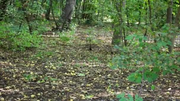 Um esquilo marrom e preto corre pelo chão coberto de folhagem seca dentro de uma floresta densa. - Filmagem, Vídeo