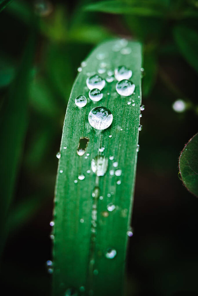 Water drops on leaf grass flowers in the meadow wild. - Photo, Image