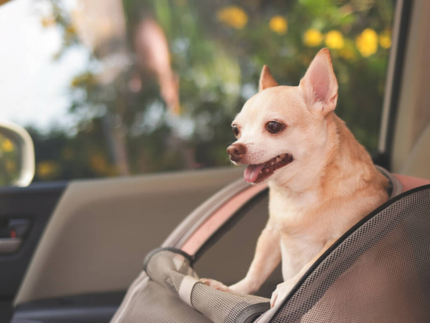 Πορτρέτο της ευτυχούς καφέ κοντά μαλλιά chihuahua σκυλί στέκεται στο κατοικίδιο ζώο μεταφοράς σακίδιο με ανοιχτά παράθυρα στο κάθισμα του αυτοκινήτου. Ασφαλή ταξίδια με κατοικίδια ζώα έννοια. - Φωτογραφία, εικόνα