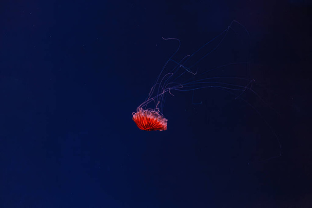 underwater photography of beautiful jellyfish japanese sea nettle chrysaora pacifica close up - Photo, Image