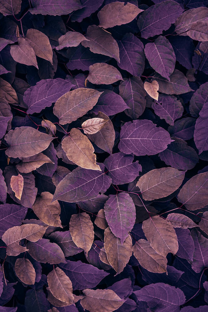 purple japanese knotweed plant leaves in the nature in autumn season  - Photo, Image
