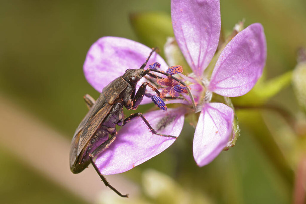 Osemení brouk Rhyparochromidae jíst pyl obyčejného čápa-účet, Erodium Cicutarium, květiny. - Fotografie, Obrázek
