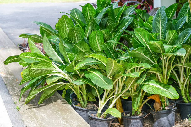Зеленая аглаонема много растений в кастрюле в саду - Фото, изображение