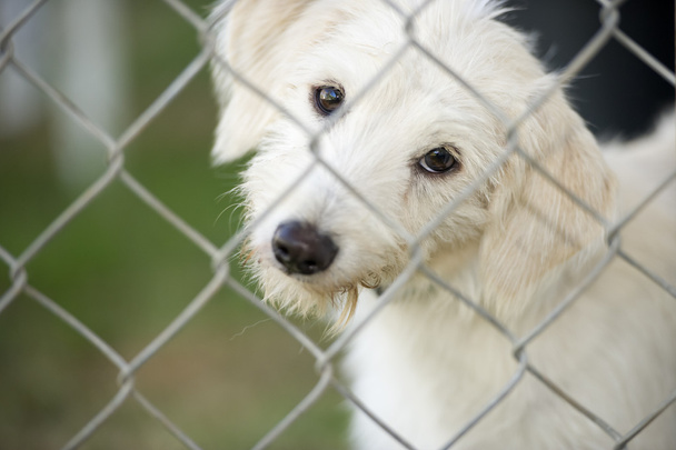 Χαριτωμένο κουτάβι σκυλί, κοιτάζοντας μέσα από το φράχτη - Φωτογραφία, εικόνα
