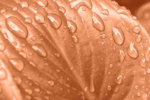 Makro fotografia świeżego liścia z kroplami deszczu na nim. Piękne naturalne tło. Barwiona brzoskwinia. - Zdjęcie, obraz