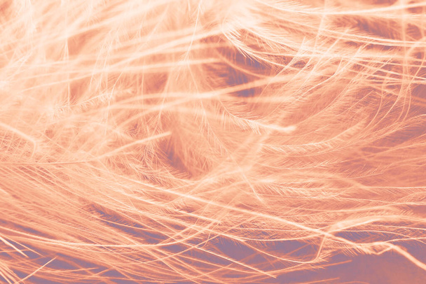 Персиковые пушистые перья, мягкий абстрактный фон. Пастельный цвет года 2024. - Фото, изображение