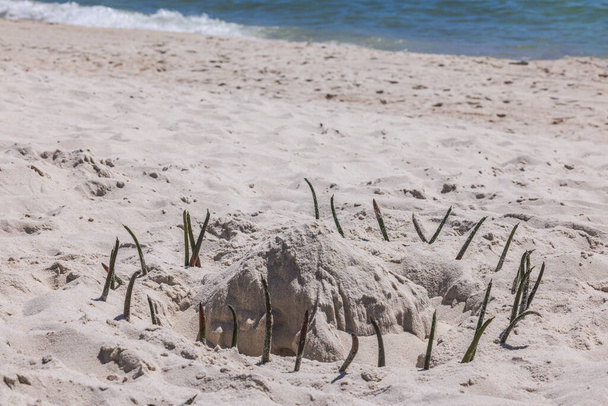 Prachtig uitzicht op charmante arrangement van zand en zeedieren op het strand door de kustlijn. Zonvakantie en toerisme concept. Miami Beach. Verenigde Staten. - Foto, afbeelding